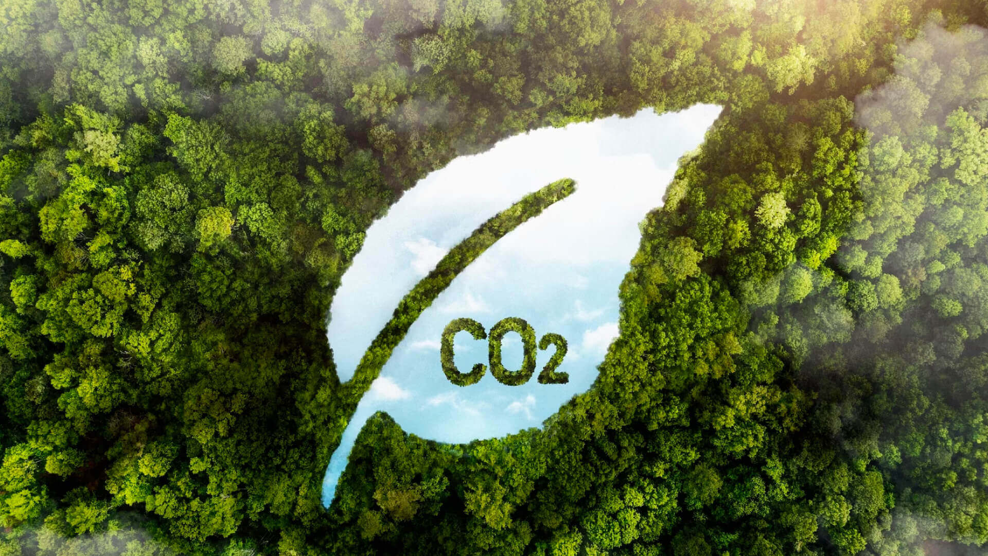 Top view of a forest with a leaf-shaped silhouette that simulates being water, with the text CO2
